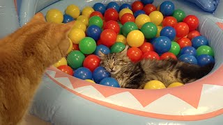 10 Cats playing in a pool of colorful balls  ボールプールで遊ぶ10匹の猫