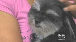 Petco sued for cutting dog's ear off, gluing it back on