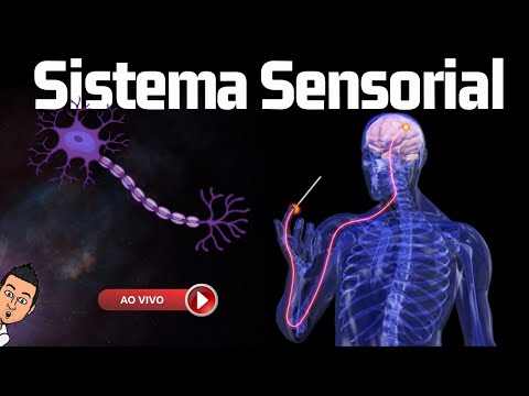 Sensory System - Live Class 38
