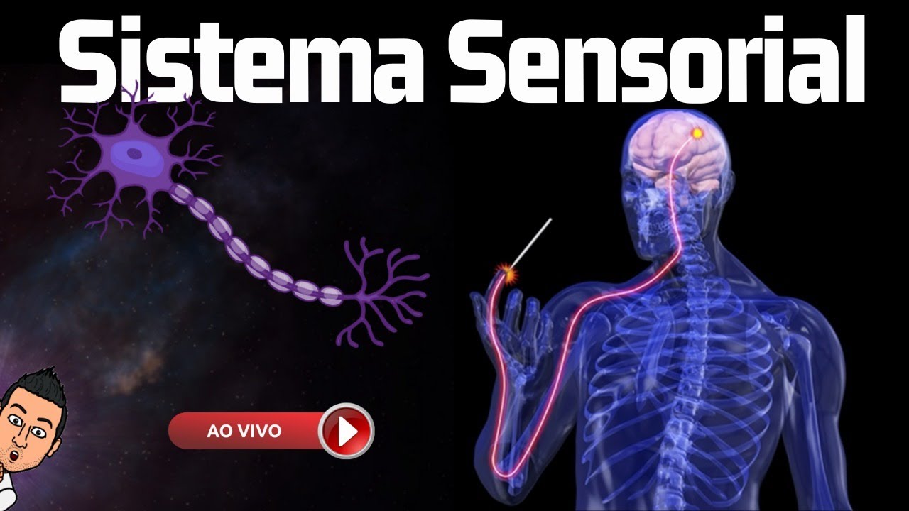 Sistema Sensorial - Aula ao Vivo 38