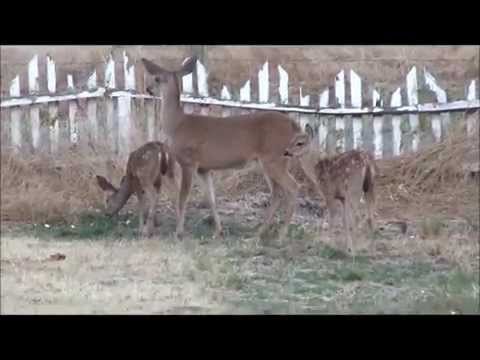 2011 07 31 CA wild life