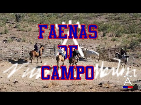 Fin campaña de Saneamiento y Destete en ganadería VICTORINO MARTÍN