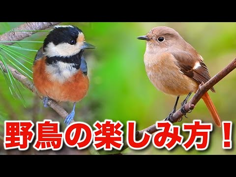 ロリ(鳥)について詳しく解説