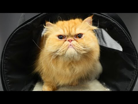 This Orange Persian Cat Was SO Loving...I Wasn't Ready 💛🥹