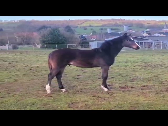 Magnifique poulain par Comilfo Plus Z