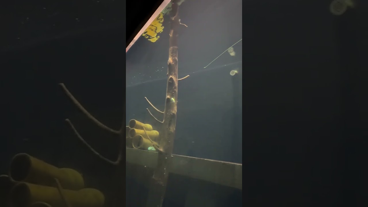 FANGBAIT BARRA TUNED