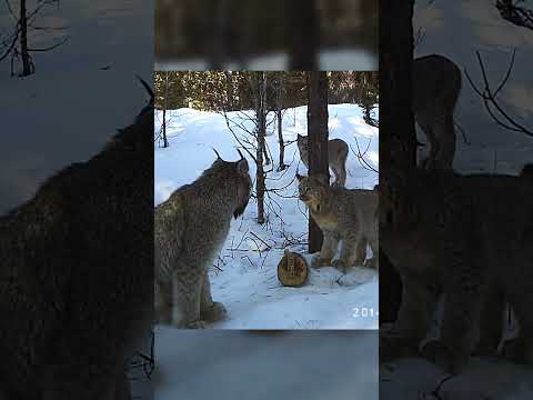Canada Lynx Mama Talks to Her Kittens!  #wildlife #wildcats #animals