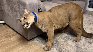 Мы вернули ежедневные прогулки с пумой Месси!Он счастлив вернуться домой и п