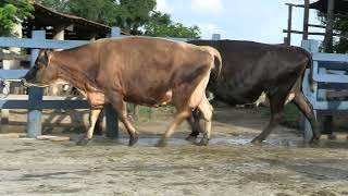 Vídeo 97 - 1ª ETAPA MEGA LIQUIDAÇÃO TOTAL AGROPECUÁRIA MARAJOARA - DIA 4 | GADO GIROLANDO E HOLANDÊS
