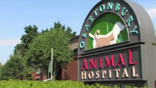 preview picture of video 'Glastonbury Animal Hospital - Short | Glastonbury, CT'