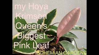 Pink Leaves | Hoya Krimson Queen | Bohemian Gardens