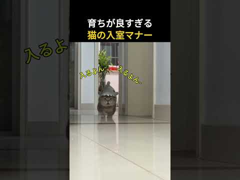 ♥300万再生♥育ちが良すぎる 猫の入室マナー