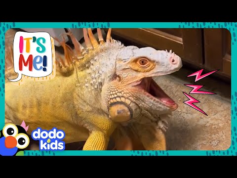 Living With A Huge Iguana Is Strange, But Also Awesome! | It's Me! | Dodo Kids