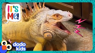 Living With A Huge Iguana Is Strange, But Also Awesome! | It's Me! | Dodo Kids gameplay video by portillon@lake.k12.fl.us, 4:08 duration