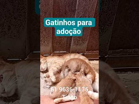 Gatinhos filhotes para adoção em Novo Gama Goiás.