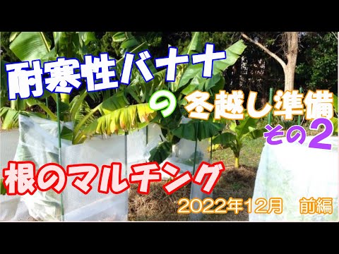 鉢植えのバナナの越冬時期 気温が下がる前に室内に取り込みます