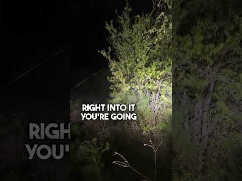 Giant Spiders In Texas #hunting #spider