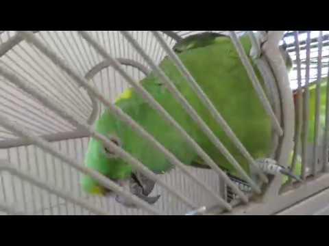 Yellow Naped Amazon Says Hello & Hi! Feathered Friends Forever