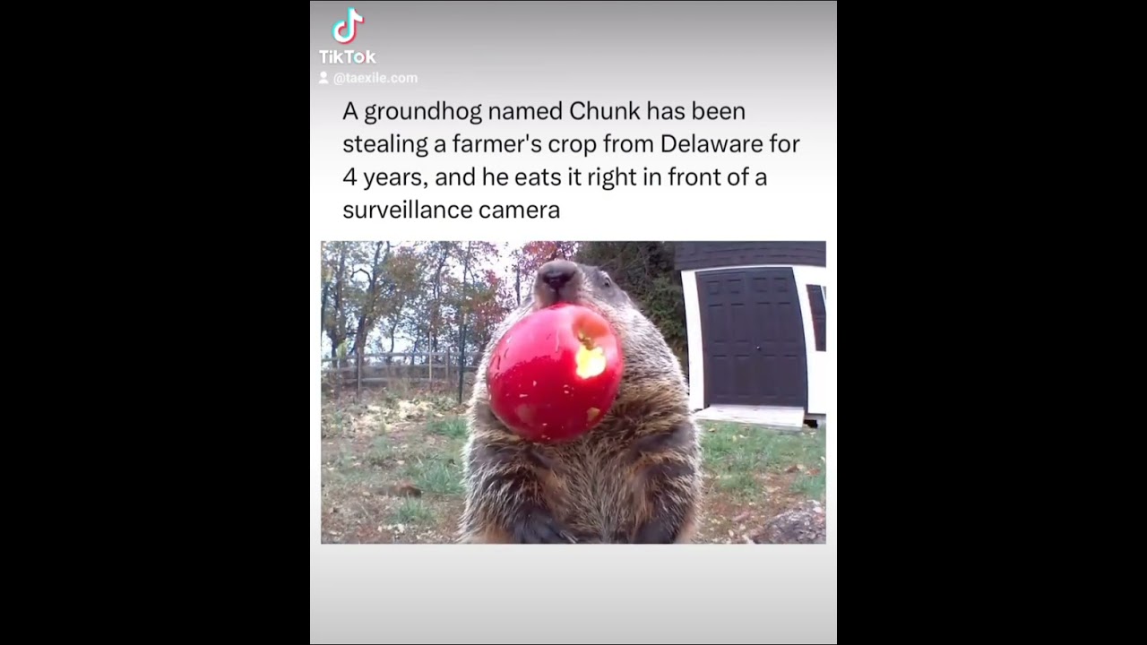 When I catch you Ricky the groundhog #meme #funny #comedy