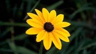 Song for Lindy  Composed & perfofmed by Kevin Pavitt.