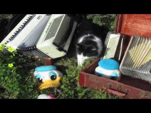 Duckmandu: Smells Like a Big Fluffy Kitty (Nirvana Accordion Parody)