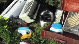 Duckmandu: Smells Like a Big Fluffy Kitty (Nirvana Accordion Parody)