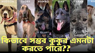 Download lagu পৃথিবীতে এমন কিছু কুকুর আছে যাদের দক্ষতা এবং কান্ড দেখলে আপনি নিজেও অবাক হয়ে যাবেন !!!-মায়া চিত্র mp3 Download lagu পৃথিবীতে এমন কিছু কুকুর আছে যাদের দক্ষতা এবং কান্ড দেখলে আপনি নিজেও অবাক হয়ে যাবেন !!!-মায়া চিত্র mp3