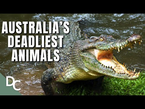 How Deadly Is Australia's Wildlife? | Decoding Danger | Documentary Central