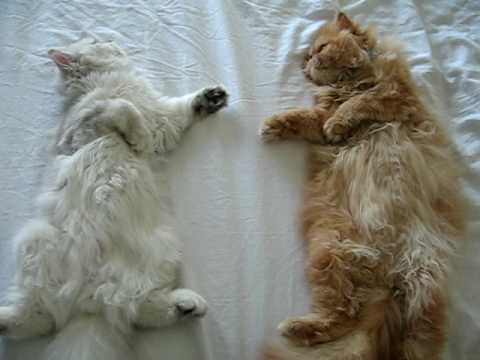 Persian Cats Sunshine and Cloudy Sleep Funny