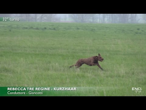 DERBY CONTINENTALI 2017 - BATTERIA 1 CONTINENTALI ESTERI