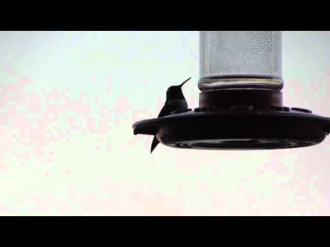 Broad-tailed Hummingbird (Selasphorus platycercus)