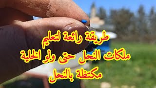 طريقتي في تعليم ملكات النحل مجربة 💯/💯🐝🇩🇿