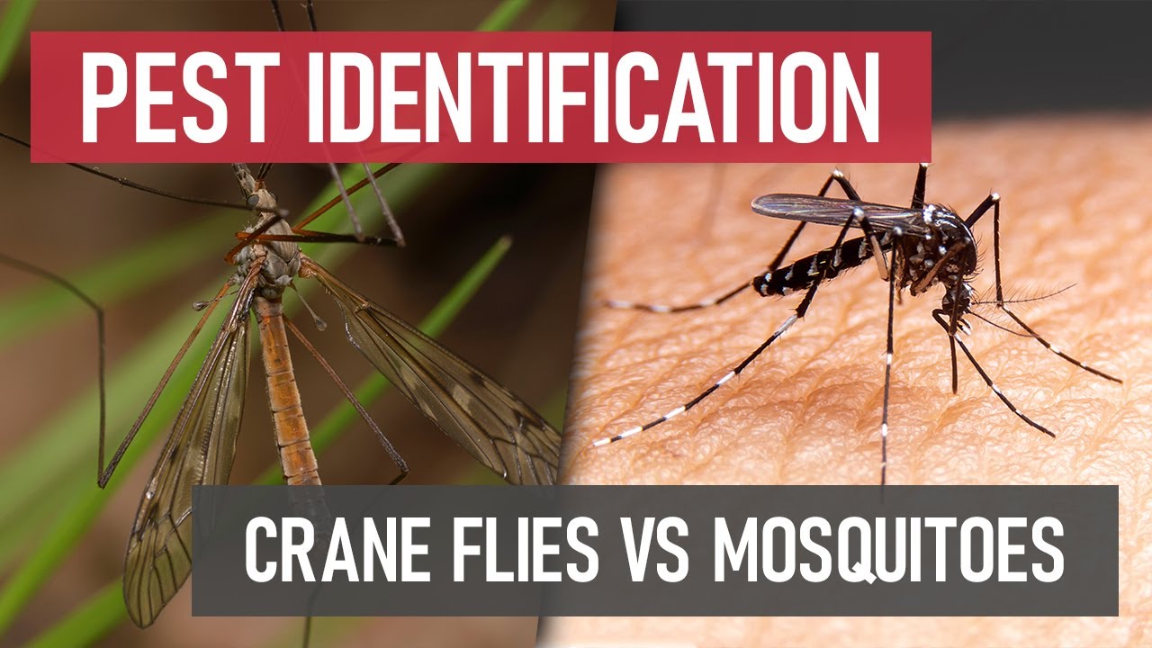Crane Fly vs. Mosquito