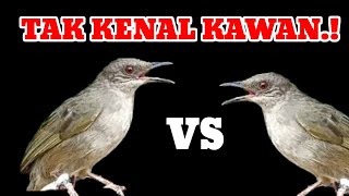 Download lagu suara merbah ribut ahlinya bikin burung merbah NYAUT SEKETIKA! mp3 Download lagu suara merbah ribut ahlinya bikin burung merbah NYAUT SEKETIKA! mp3