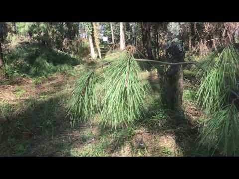 Georgian village. The Enchanted Forest Adventure: Getting Lost Together