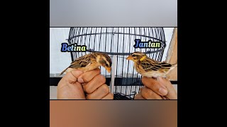 Download lagu Membedakan Burung Manyar Jantan Dan Betina Usia Muda Paling Mudah mp3 Download lagu Membedakan Burung Manyar Jantan Dan Betina Usia Muda Paling Mudah mp3