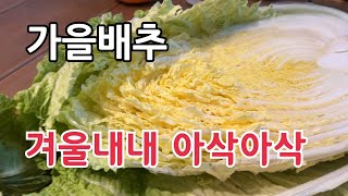 가을배추 이렇게 보관해도 겨울내내 먹을 수 있어요
