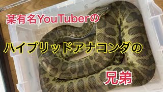 有名爬虫類系YouTuberのアナコンダの兄弟紹介します！