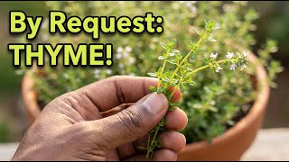 Multiply Your Thyme Plants 4 Times Faster (Most Gardeners Miss This)