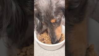 パパいないけどいい子で待ってるわん🐶 #ミニチュアダックスフンド #dachshund #癒し
