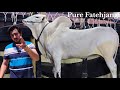 Snow White Cattle Farm - Multiple Collection Fateh Jang Bulls 2024 - Mandi 2024 -Bakra Mandi 2024