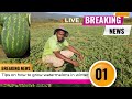 Tips On How To Grow Watermelons During Winter