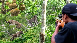 Download lagu HUNTING FOR FIERCE WILD MONKEYS & WILD PESTS THAT ARE EATING OUT THE DURIAN FRUIT OF RESIDENTS mp3 Download lagu HUNTING FOR FIERCE WILD MONKEYS & WILD PESTS THAT ARE EATING OUT THE DURIAN FRUIT OF RESIDENTS mp3