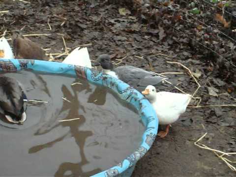 Call Ducks playing on a Foggy Morning.