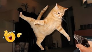 Funny Moments Of Cats And Dogs😹🐶 Try Not To Laugh😆 Part 5