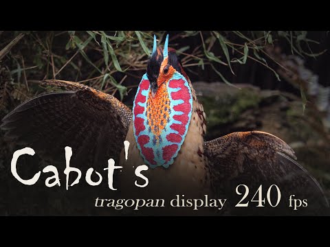 Cabotov tragopan — slow motion 240fps
