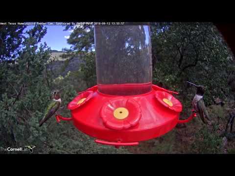 Male Broad-tailed and Black-chinned Hummingbirds Stop For A Sip In West Texas – Sept. 12, 2018