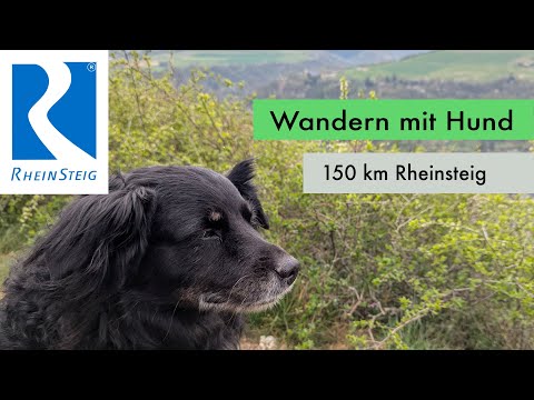 Rheinsteig Wandern mit meinem Hund Timmy – 7 Tage Abenteuer auf 4 Pfoten