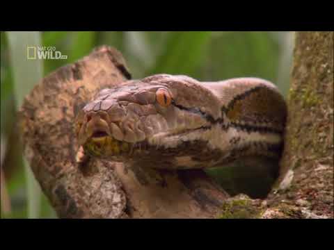 Najgroźniejsze zwierzęta świata  Azja południowo-wschodnia