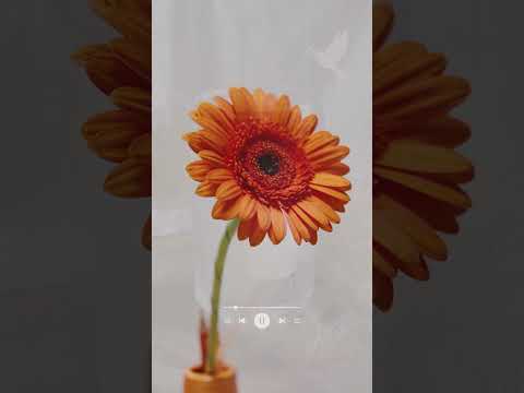 Miniatura de エーデルワイス (Edelweiss)
